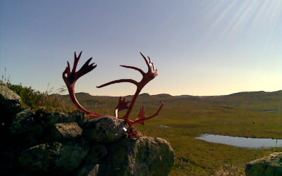 Jaktkvoter på Hardangervidda