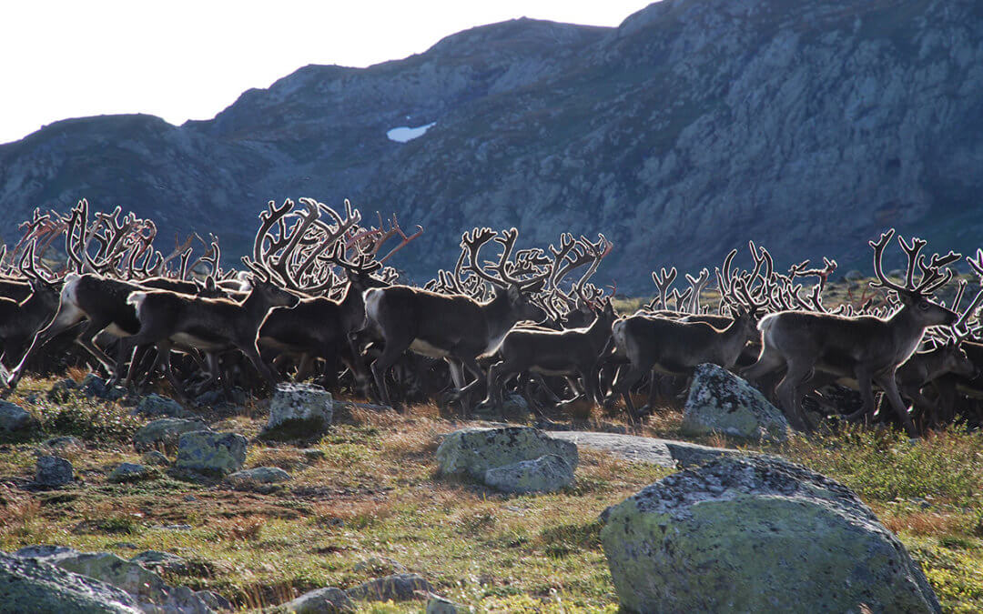 Bukkejakta på  Hardangervidda 2019