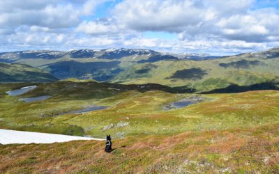 Fjellheimen villreinområde – det grøne fjellet