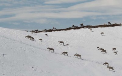 Kalving på Hardangervidda