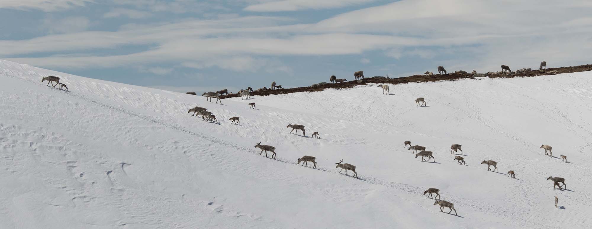 Kalving på Hardangervidda