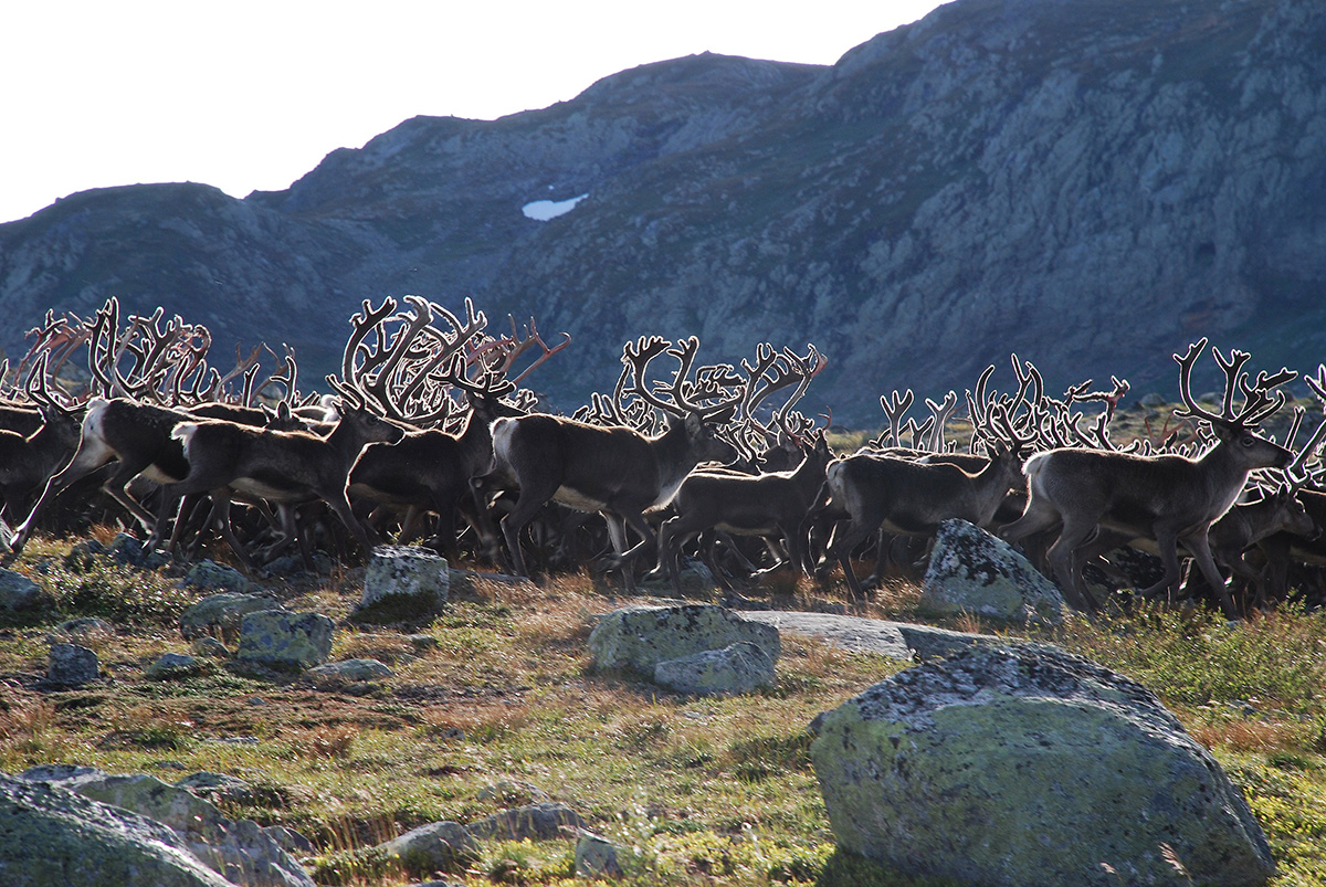 Villrein på Hardangervidda