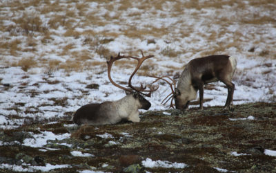 Hva lever reinsdyrene av om vinteren?