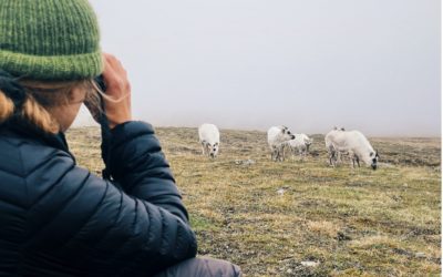Overvåking av svalbardrein gir svar på klimaeffekter